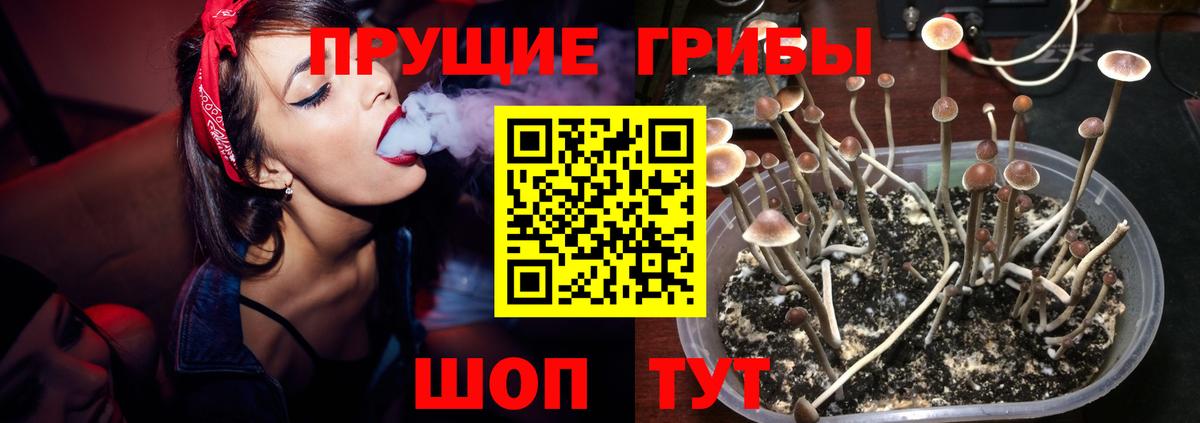Псилоцибиновые грибы мицелий Домодедово